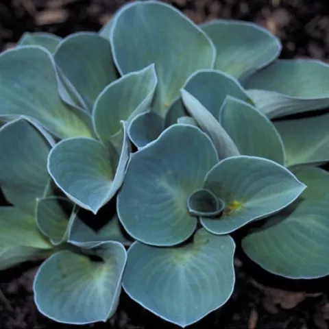Hosta 'Blue Mouse Ears'