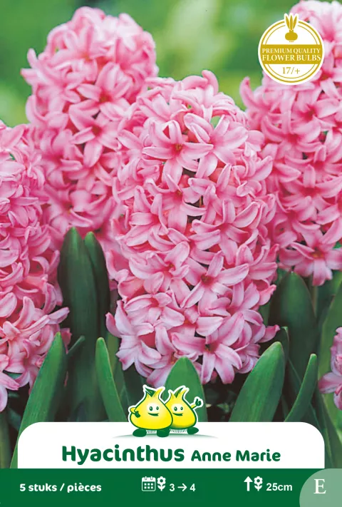 Hyacint 'Anne-Marie'