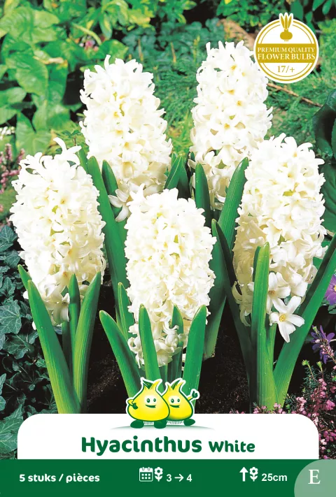 Hyacint 'Carnegie'