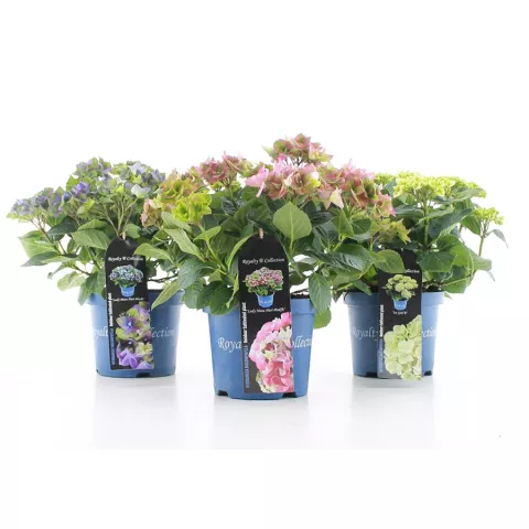Hydrangea macr. Royalty® collection