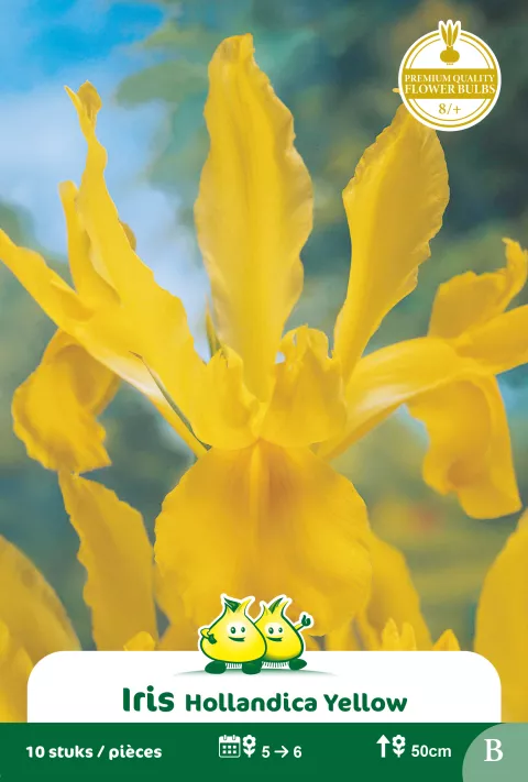 Iris 'Golden Harvest'