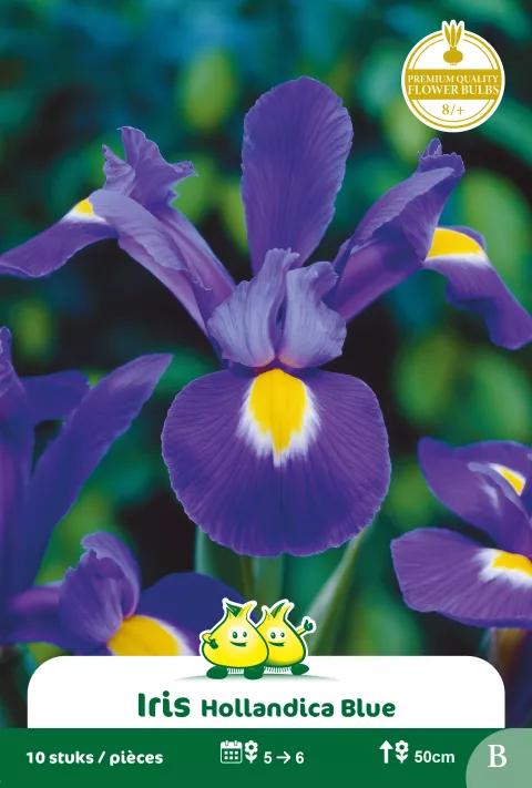 Iris 'Professor Blaauw'