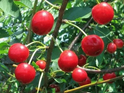 Kriek 'KELLERIS'