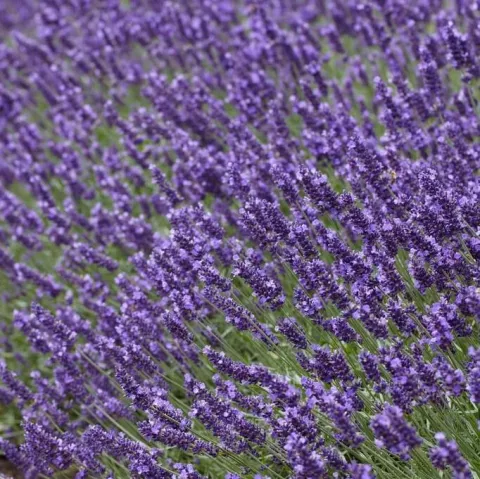 Lavandula ang. 'Felice' Premium Provence