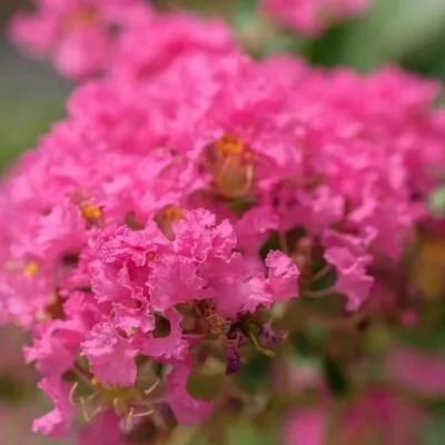 Lagerstroemia ind. 'Raspberry Sorbet'