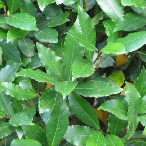 Laurus nobilis