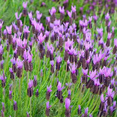 Lavandula stoechas