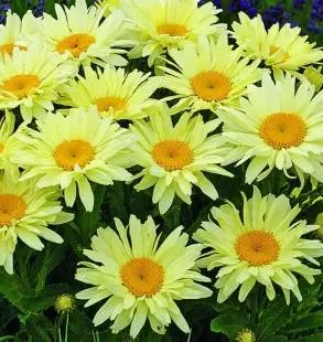 Leucanthemum. (S) 'Banana Cream'