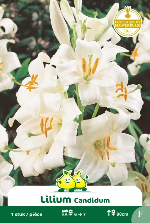 Lilium candidum