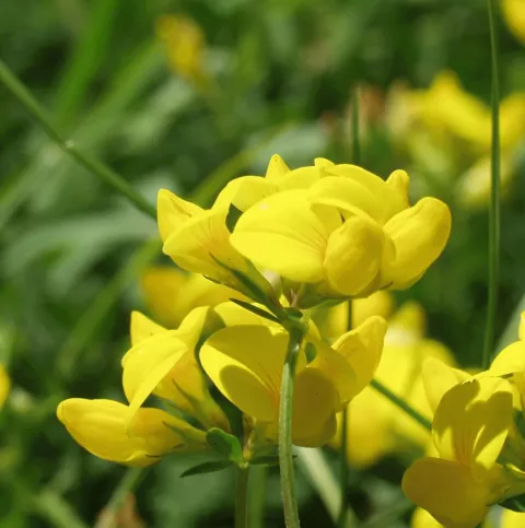 Lotus corniculatus
