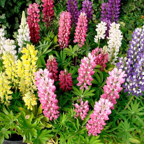 Lupinus Gallery