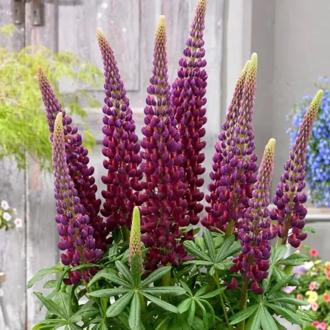 Lupinus 'West Country'