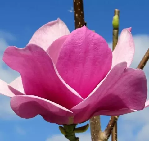 Magnolia 'Cleopatra'®