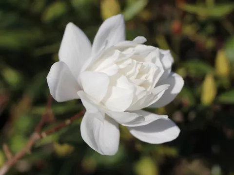 Magnolia loebneri 'Wildcat'