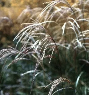 Miscanthus sin. 'Flamingo'