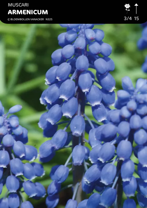 Muscari Armeniacum