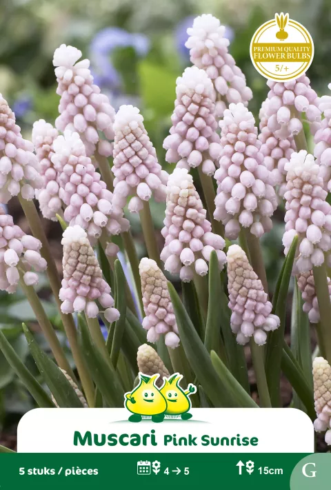Muscari 'Pink Sunrise'