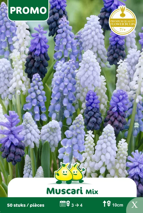 Muscari Mix