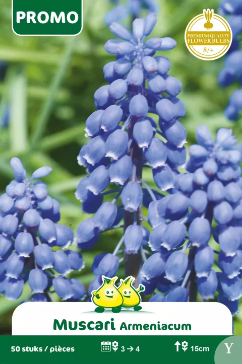 Muscari 'Armeniacum'