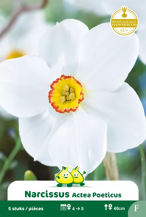 Narcis 'Actea Poeticus'
