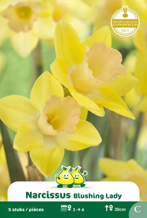 Narcis 'Blushing Lady'