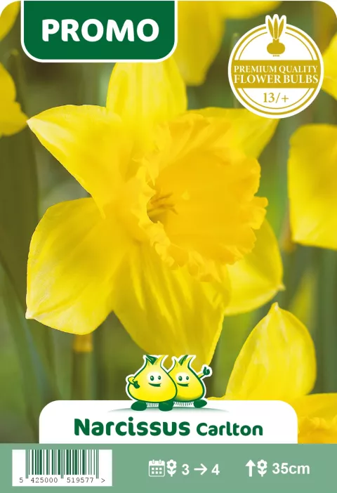 Narcis 'Carlton'
