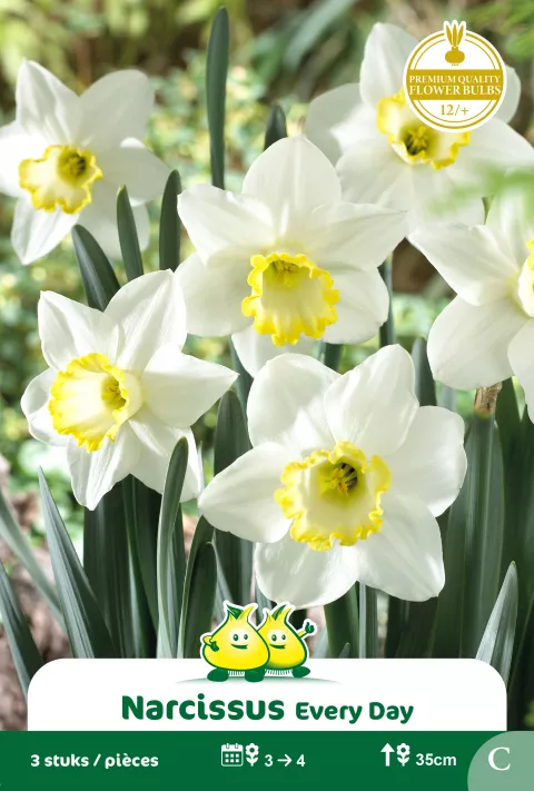Narcis 'Carlton'