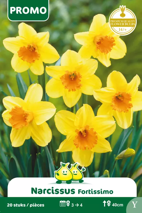 Narcis 'Fortissimo'