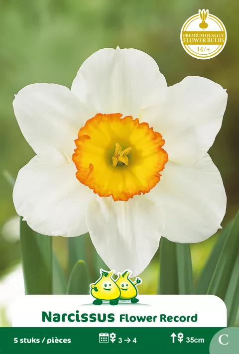 Narcis 'Flower Record'