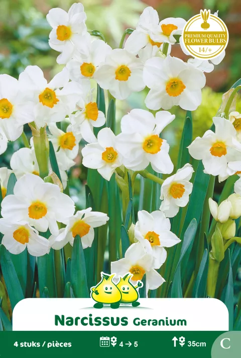 Narcis 'Geranium'
