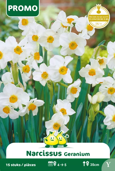 Narcis 'Geranium'