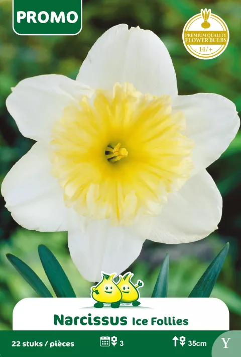 Narcis 'Ice Follies'