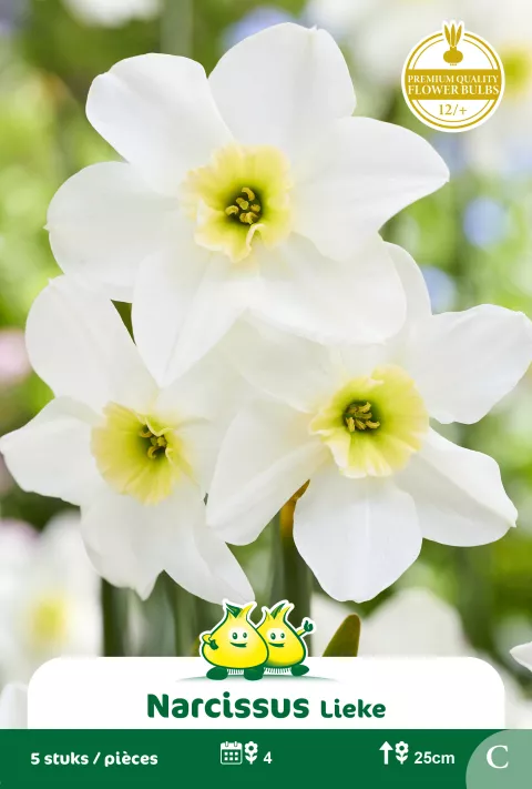 Narcis 'Lieke'