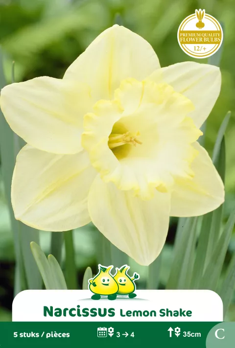 Narcis 'Lemon Shake'