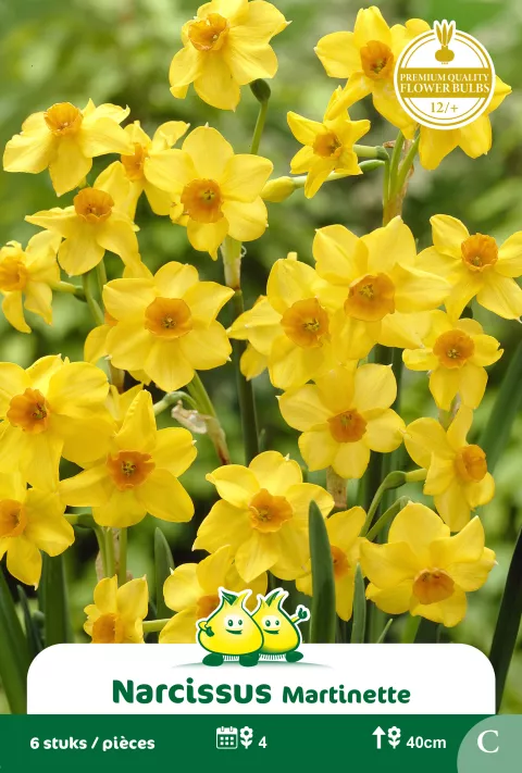 Narcis 'Martinette'
