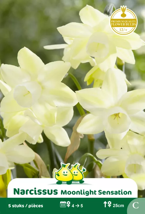 Narcis 'Moonlight Sensation'