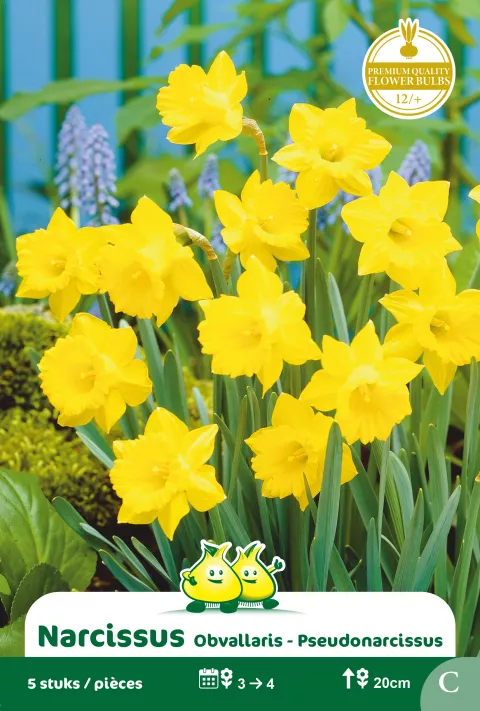 Narcis 'Obvallaris' Pseudonarcissus