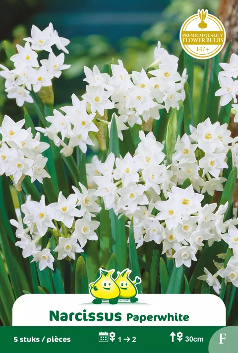 Narcis 'Paperwhite'