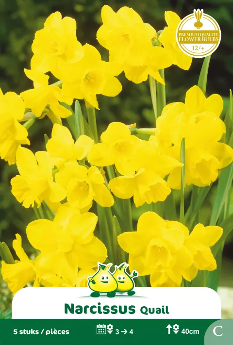 Narcis 'Quail'