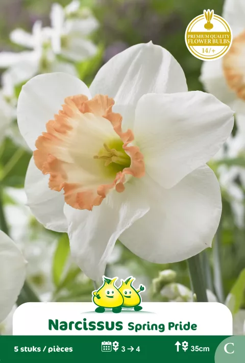 Narcis 'Spring Pride'