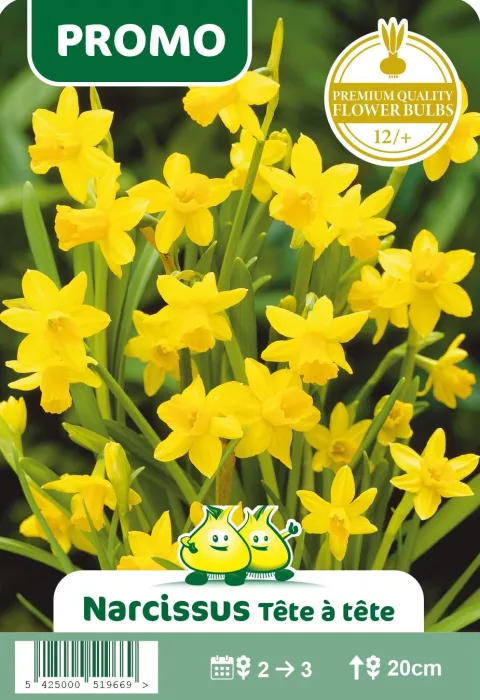 Narcis 'Tête à tête'