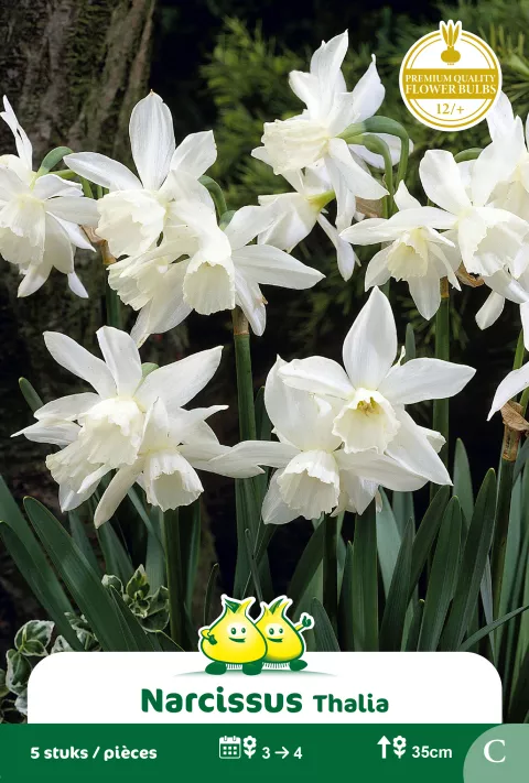 Narcis 'Thalia'