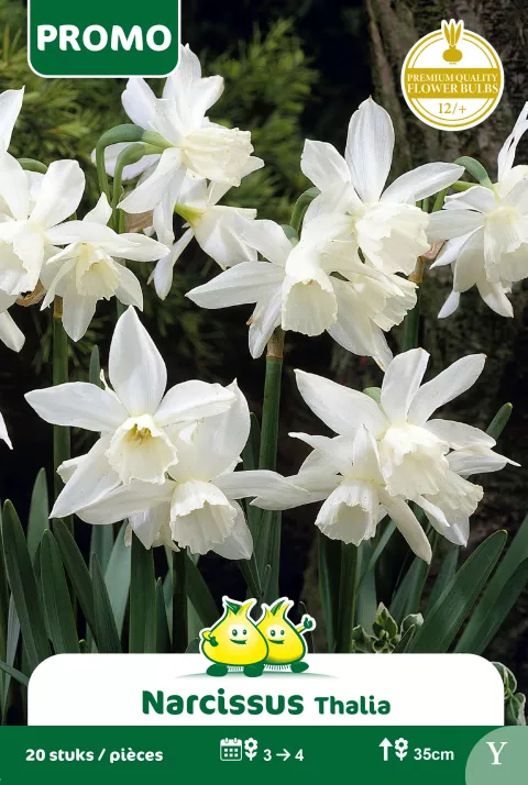 Narcis 'Thalia'