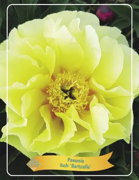Paeonia itoh 'Bartzella'