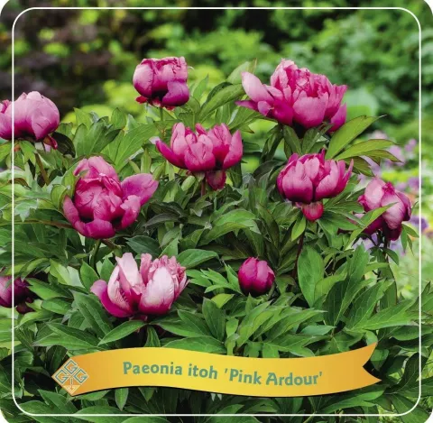 Paeonia itoh 'Pink Ardour'