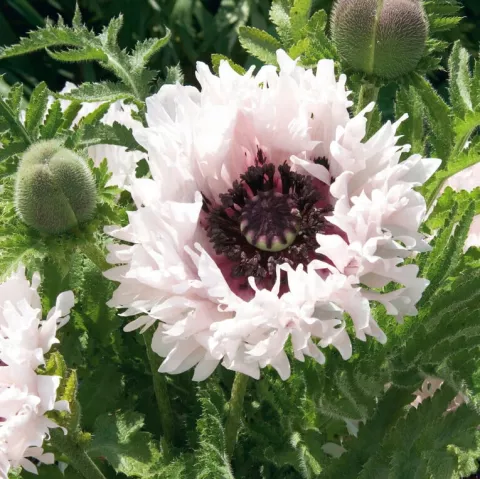 Papaver or. 'White Ruffles'