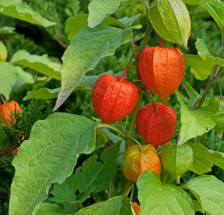 Physalis alkekengi