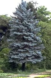 Picea pungens 'Glauca'