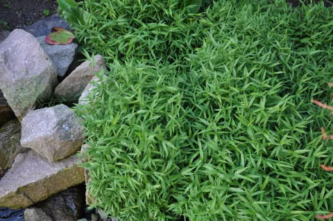 Pleioblastus pygmaeus