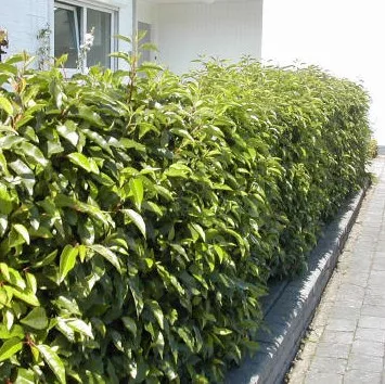 Prunus lusitanica